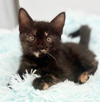 Snuggie -  Tortoiseshell Cat for Adoption in Covington, Louisiana - Snuggie | PetCurious