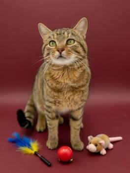 Domestic Short Hair Cats Available for Adoption - Trapper | PetCurious