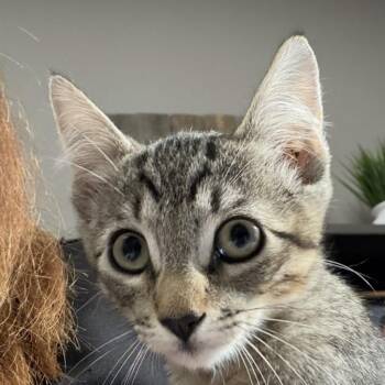 Riley -  Domestic Short Hair Cat for Adoption in Midland, Texas - Riley | PetCurious