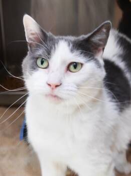 Domestic Short Hair Cats Available for Adoption in Menomonie, Wisconsin - Morganna | PetCurious