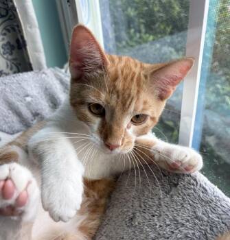 Cosmo -  Domestic Short Hair Cat for Adoption in Cincinnati, Ohio - Cosmo | PetCurious