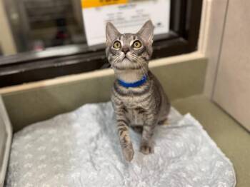 A553380 -  Domestic Short Hair Cat for Adoption in Moreno Valley, California - A553380 | PetCurious