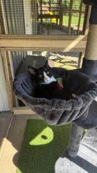 Mr. Handsome -  Domestic Short Hair Cat for Adoption in East Lansing, Michigan - Mr. Handsome | PetCurious