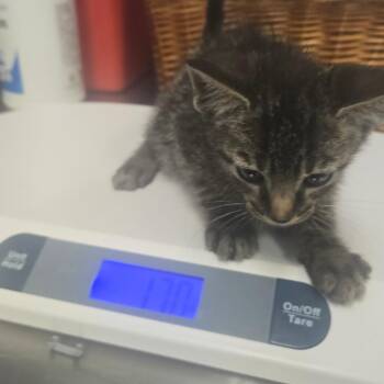 Domestic Short Hair Cats Available for Adoption in Milton, Florida - Stevie Von | PetCurious