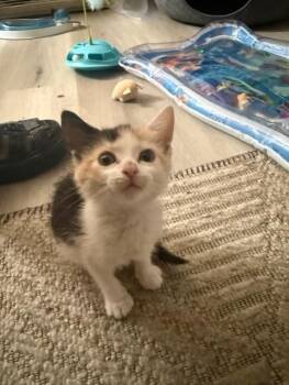 SWEET PEA -  Domestic Short Hair Cat for Adoption in San Jose, California - SWEET PEA | PetCurious
