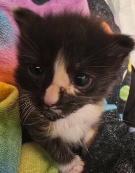 Sienna -  Domestic Long Hair Cat for Adoption in Warner Robins, Georgia - Sienna | PetCurious