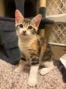 Goldenberry -  Domestic Short Hair Cat for Adoption in Vancouver, Washington - Goldenberry | PetCurious