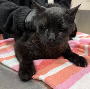 Domestic Short Hair Cats Available for Adoption in Marietta, Georgia - (633) | PetCurious
