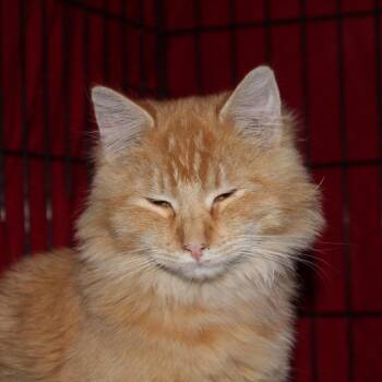 Simon -  Domestic Medium Hair Cat for Adoption in Billings, Montana - Simon | PetCurious