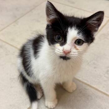 Theodore -  Domestic Short Hair Cat for Adoption in Columbus, Georgia - Theodore | PetCurious