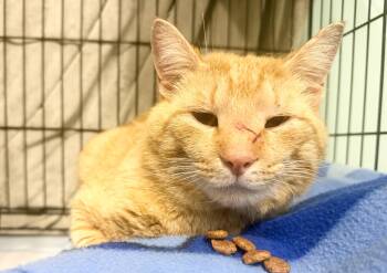 Nino -  Domestic Short Hair Cat for Adoption in Hudson, New York - Nino | PetCurious