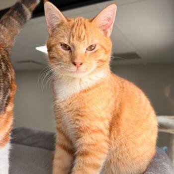 Domestic Short Hair Cats Available for Adoption in Gainesville, Florida - Harry | PetCurious