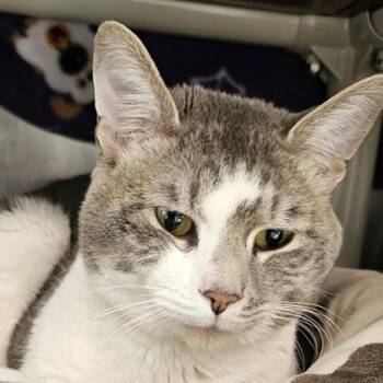 Domestic Long Hair and Domestic Short Hair Cats Available for Adoption in Schenectady, New York - Sailor | PetCurious