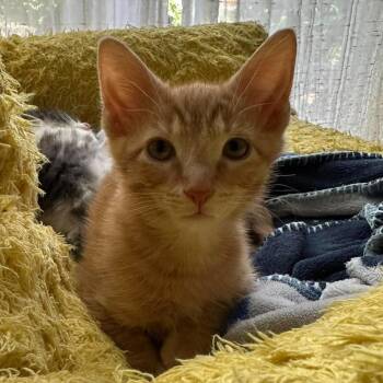 Cubbie Bear -  Domestic Short Hair Cat for Adoption in Chicago, Illinois - Cubbie Bear | PetCurious