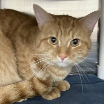 Domestic Short Hair Cats Available for Adoption in Grand Rapids, Michigan - Foxxy | PetCurious