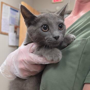 Mulan - 073106U -  Domestic Short Hair Cat for Adoption in Tupelo, Mississippi - Mulan - 073106U | PetCurious