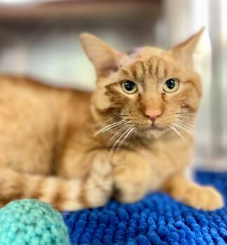 Domestic Short Hair Cats Available for Adoption - Wade Wilson | PetCurious