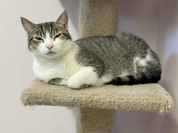 Domestic Short Hair Cats Available for Adoption in Norton, Massachusetts - Sensi | PetCurious