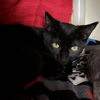 Lulu -  Domestic Short Hair Cat for Adoption in Fairport, New York - Lulu | PetCurious