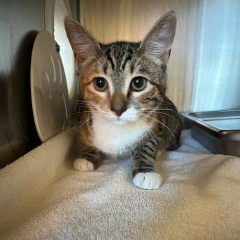 Wednesday -  Domestic Short Hair Cat for Adoption in Asheville, North Carolina - Wednesday | PetCurious