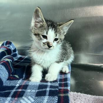 Rusty -  Domestic Short Hair Cat for Adoption in Matteson, Illinois - Rusty | PetCurious