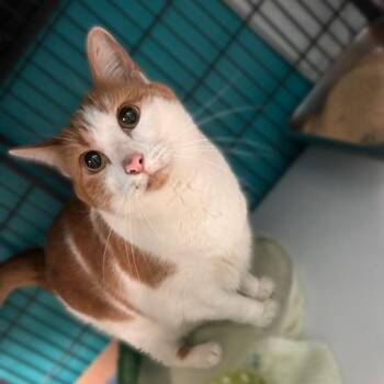 Ricky -  Domestic Short Hair Cat for Adoption in Davenport, Iowa - Ricky | PetCurious