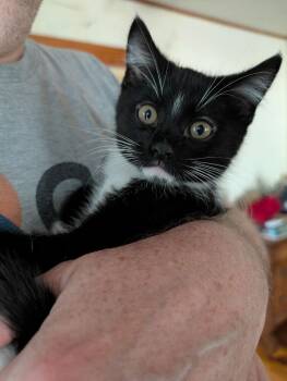 Spice -  Domestic Short Hair Cat for Adoption in Topeka, Kansas - Spice | PetCurious