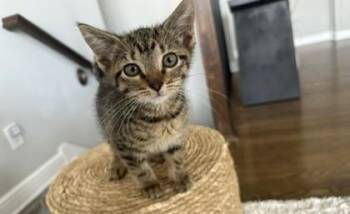 Buzzie -  Domestic Short Hair Cat for Adoption in Kansas City, Missouri - Buzzie | PetCurious