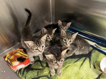SHADOW -  Domestic Short Hair Cat for Adoption in Tustin, California - SHADOW | PetCurious