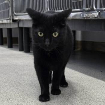 Tom -  Domestic Short Hair Cat Available for Adoption in Ballston Spa, New York - Tom | PetCurious