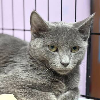 Domestic Short Hair Cats Available for Adoption in Davenport, Iowa - Picture That With A Kodak | PetCurious