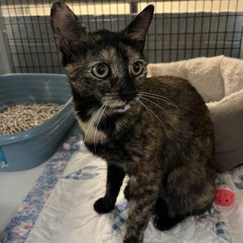 Rescue Tortoiseshell and Domestic Short Hair Cats for Adoption in Mendham, New Jersey - Minnie Mouse | PetCurious