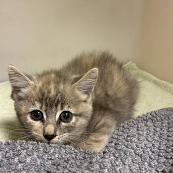 72549 -  Domestic Short Hair Cat for Adoption in Harrisonburg, Virginia - 72549 | PetCurious