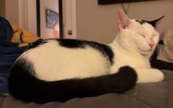 Moo -  Domestic Medium Hair Cat for Adoption in San Jose, California - Moo | PetCurious