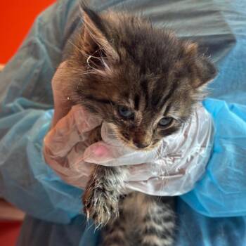Canvas -  Domestic Medium Hair Cat for Adoption in Newark, New Jersey - Canvas | PetCurious