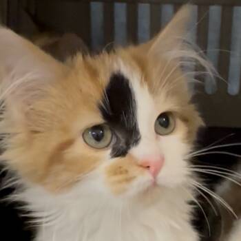 Rescue Domestic Long Hair Cats for Adoption in Pleasant Hill, Missouri - Marigold | PetCurious