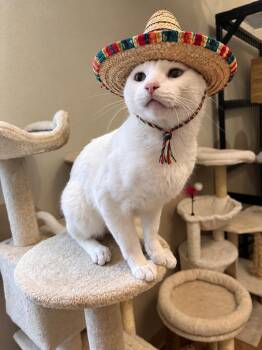 Gringo -  Domestic Short Hair Cat for Adoption in Houston, Texas - Gringo | PetCurious