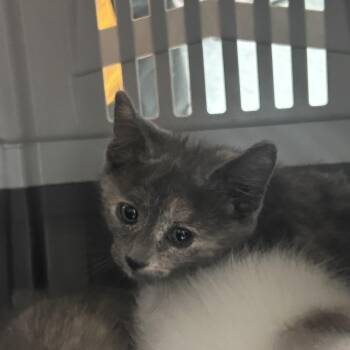 Crayola -  Domestic Short Hair Cat for Adoption in Philadelphia, Pennsylvania - Crayola | PetCurious