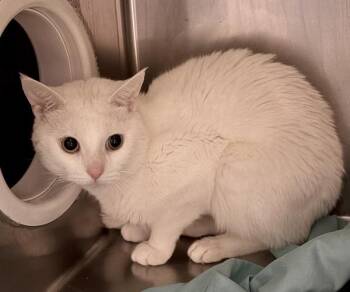 Kitty O’meowly -  Domestic Short Hair Cat for Adoption in New York, New York - Kitty O’meowly | PetCurious