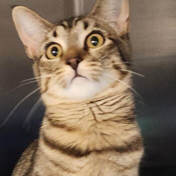 Domestic Short Hair Cats Available for Adoption in Corsicana, Texas - Toes C45798 | PetCurious