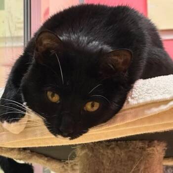 Rescue Domestic Short Hair Cats for Adoption in Hudson, New York - Robbie | PetCurious