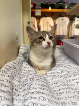 Chicken -  Domestic Short Hair Cat for Adoption in Sebastian, Florida - Chicken | PetCurious