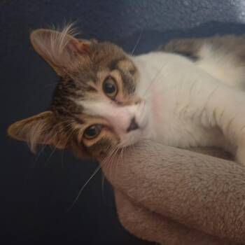 Kuchen C12245 -  Domestic Short Hair Cat for Adoption - Kuchen C12245 | PetCurious