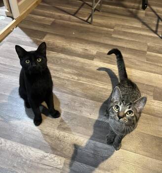 Rescue Domestic Short Hair Cats for Adoption in Calverton, Maryland - Jalapeño & Chili | PetCurious