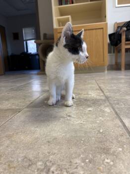 Rescue Domestic Short Hair Cats for Adoption in Hays, Kansas - Cleocatra | PetCurious