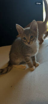 Rescue Domestic Short Hair and Tabby Cats for Adoption in Dallas, Texas - Eleven | PetCurious