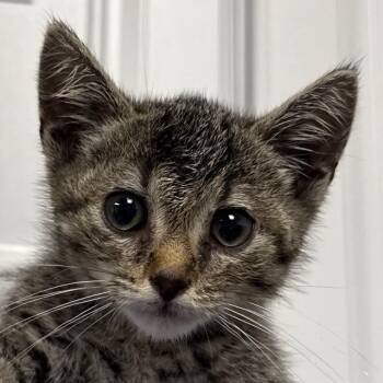 Friend -  Domestic Short Hair Cat for Adoption in Greenville, South Carolina - Friend | PetCurious