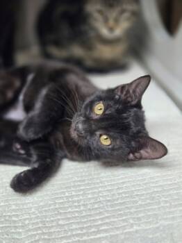 Rescue Domestic Short Hair Cats for Adoption in North Charleston, South Carolina - 89265a Renesme-PetSmart West Ashley | PetCurious