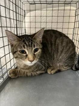 THING 3 -  Domestic Short Hair Cat for Adoption in Las Vegas, Nevada - THING 3 | PetCurious