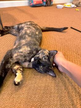 Rescue Domestic Short Hair Cats for Adoption in Philadelphia, Pennsylvania - Crush Whitby | PetCurious